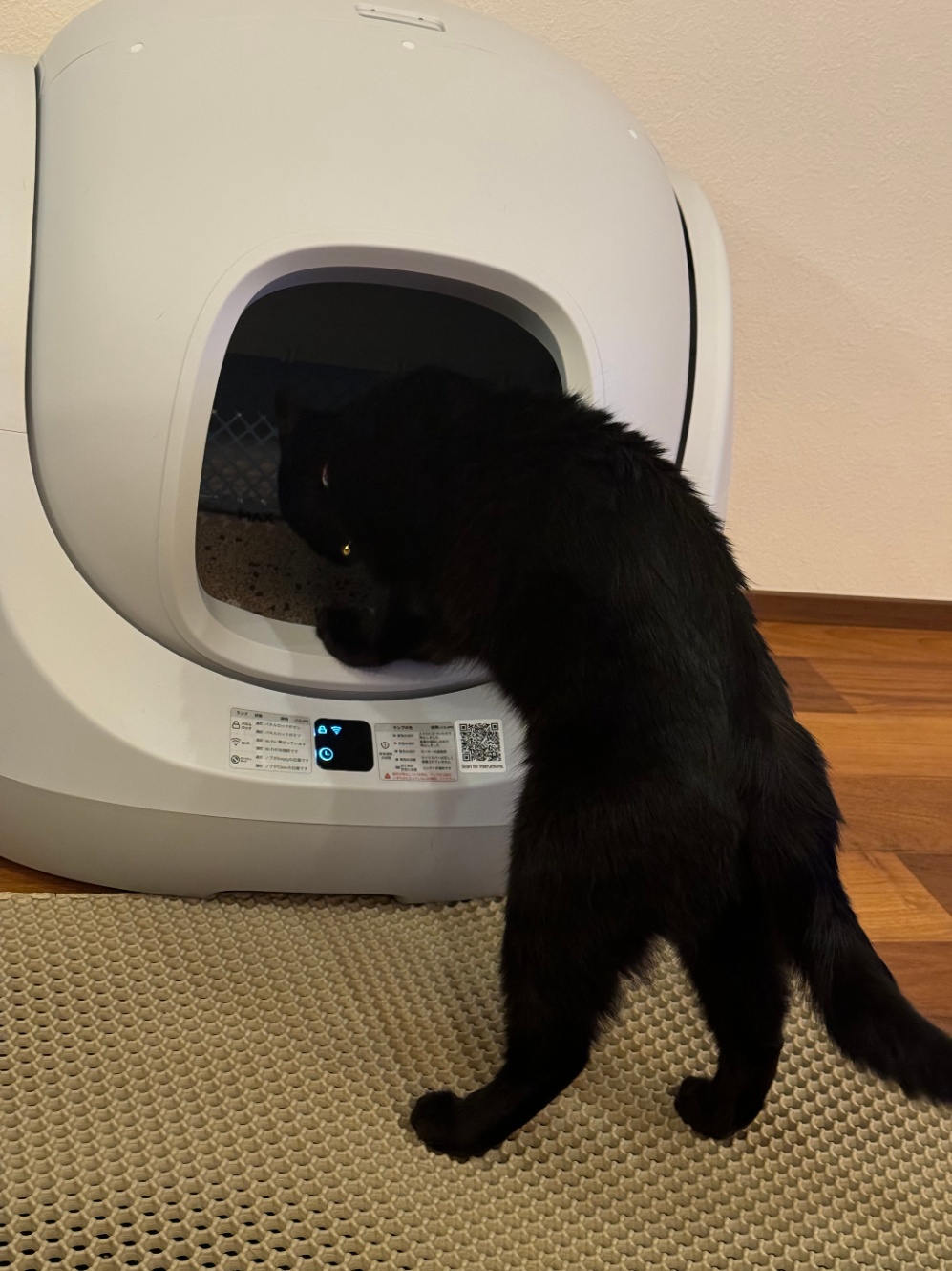 自動トイレを調べる愛猫